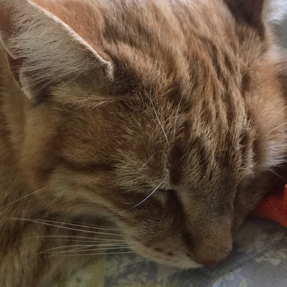 Meet your Posher, Phillip